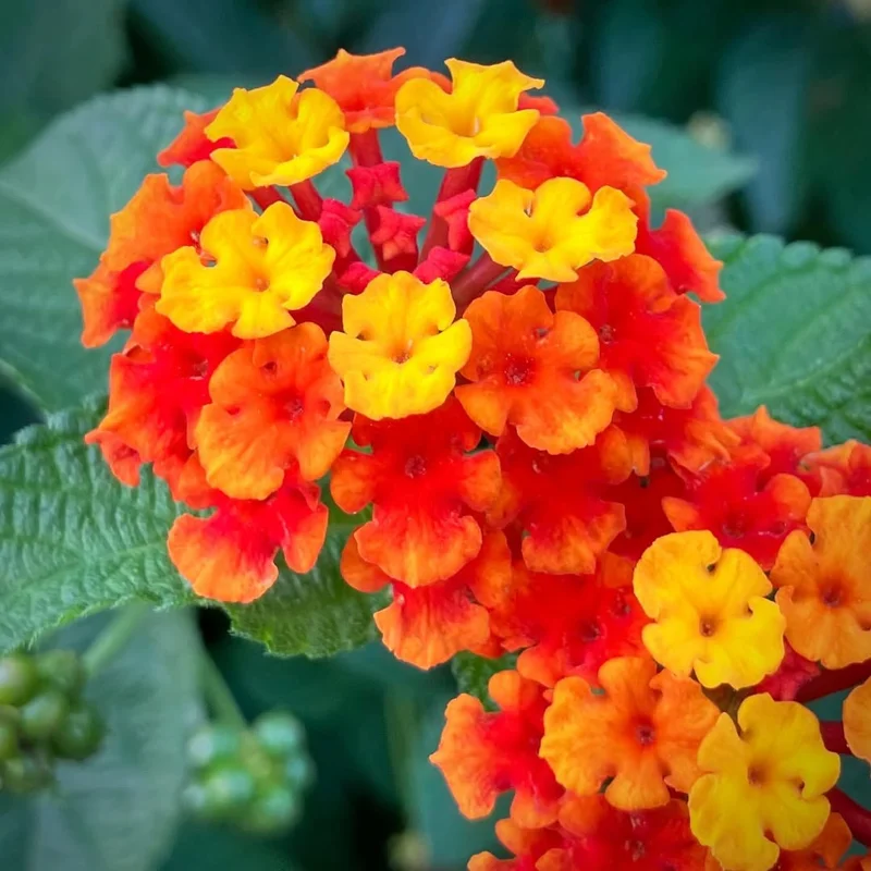 Red Lantana Plants Live - 2 Pack, 5-7 Inches Tall, Outdoor Perennial Flower