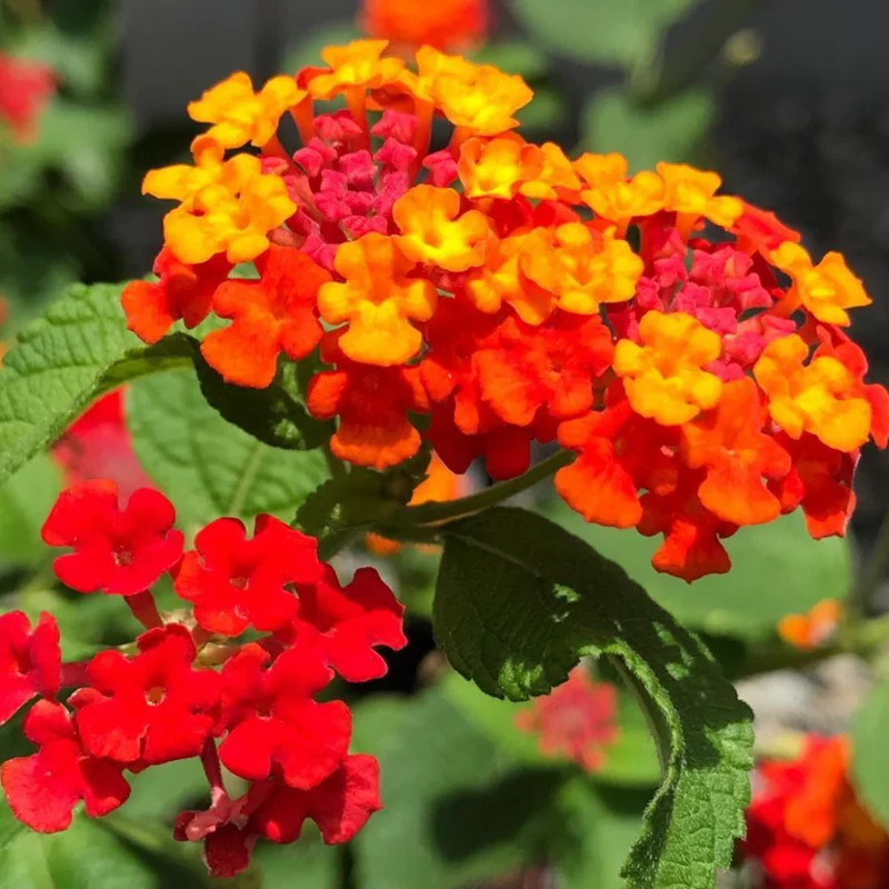 Lantana Plants Live, Red Perennial Flower Plant, 4-8 Inches, Garden Growing