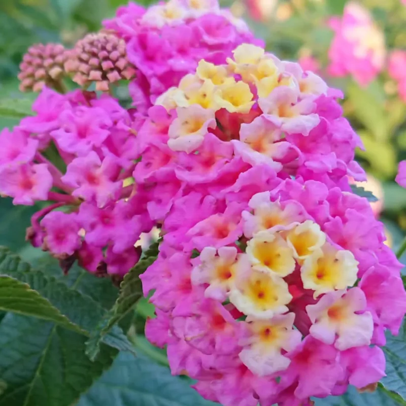 Pink Lantana Plants Live - 2 Pack - Outdoor Perennial Flowers