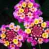 Pink Lantana Plants Live - 2 Pack - Outdoor Perennial Flowers