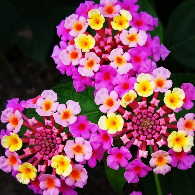 Pink Lantana Plants Live - 2 Pack - Outdoor Perennial Flowers