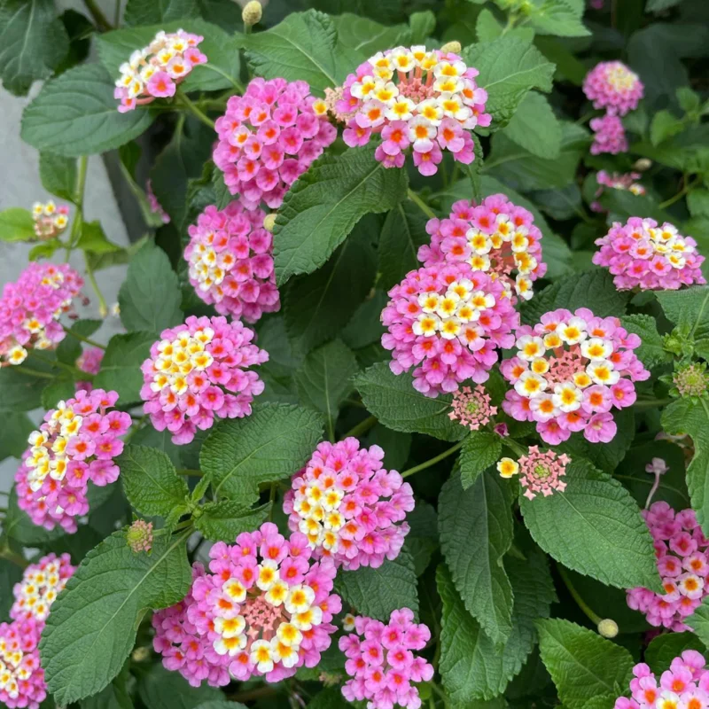 Pink Lantana Plants Live - 2 Pack - Outdoor Perennial Flowers