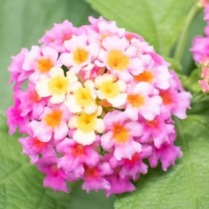 Pink Lantana Plants Live - 2 Pack - Outdoor Perennial Flowers