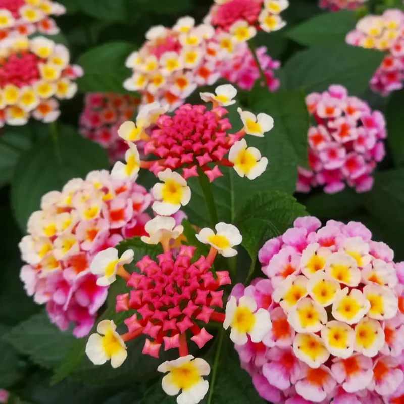Pink Lantana Plants Live - 2 Pack - Outdoor Perennial Flowers