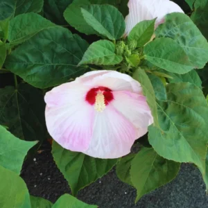 Hardy Hibiscus Plants Live, Pink Flower, 4-6 in Tall, Garden Hibiscus Tree