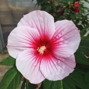 Hardy Hibiscus Plants Live, Pink Flower, 4-6 in Tall, Garden Hibiscus Tree