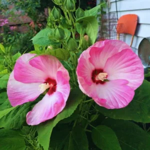 Pink Hibiscus Flower Plants - Live Hibiscus Tree - Small Size - Pink Flowers