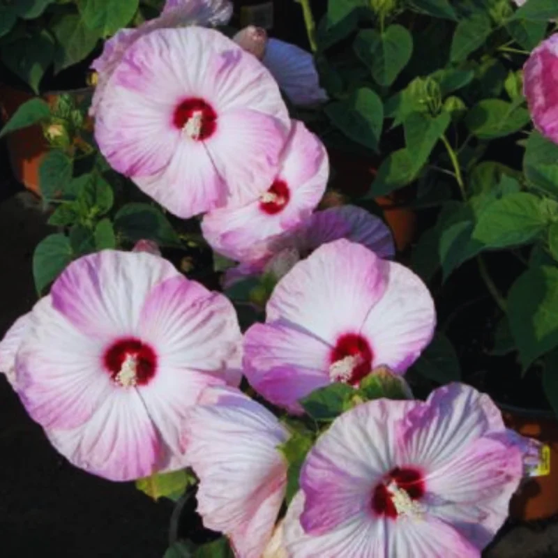Pink Hibiscus Flower Plants - Live Hibiscus Tree - Small Size - Pink Flowers