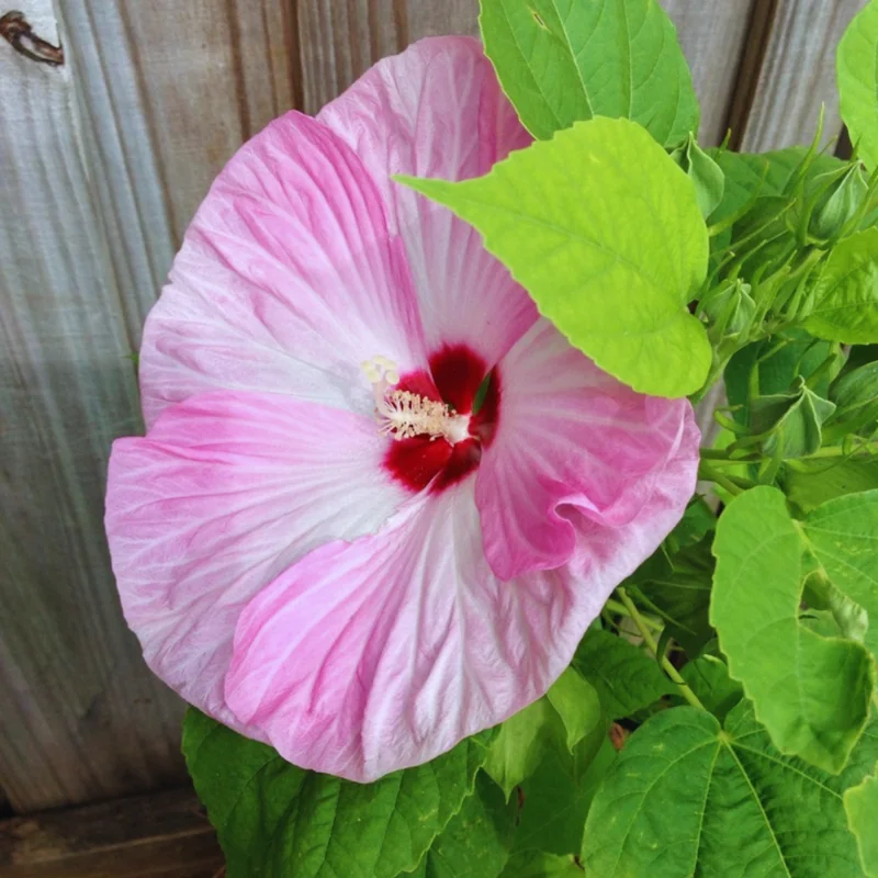 Pink Hibiscus Flower Plants - Live Hibiscus Tree - Small Size - Pink Flowers
