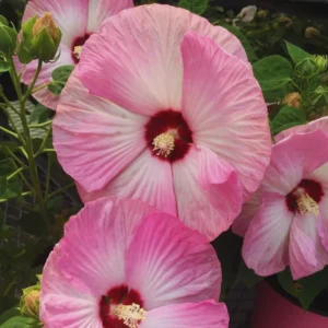 Pink Hibiscus Flower Plants - Live Hibiscus Tree - Small Size - Pink Flowers