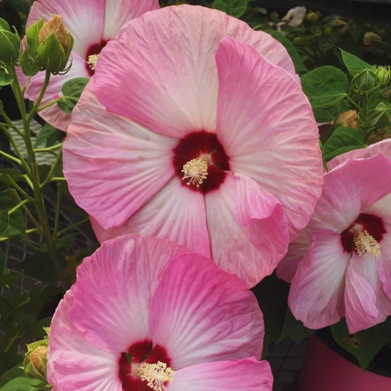Pink Hibiscus Flower Plants - Live Hibiscus Tree - Small Size - Pink Flowers