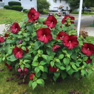 Hardy Hibiscus Plants Live Red Flower Plant 4-6 Inches Tall for Garden