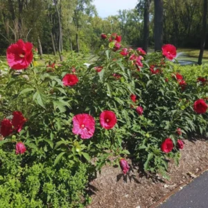 Hardy Hibiscus Plants Live Red Flower Plant 4-6 Inches Tall for Garden