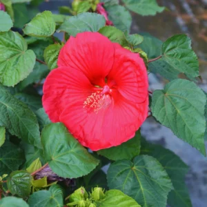 Hardy Hibiscus Plants Live Red Flower Plant 4-6 Inches Tall for Garden