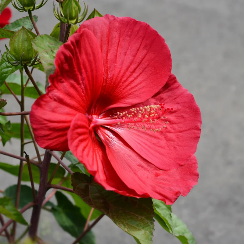 Hardy Hibiscus Plants Live Red Flower Plant 4-6 Inches Tall for Garden