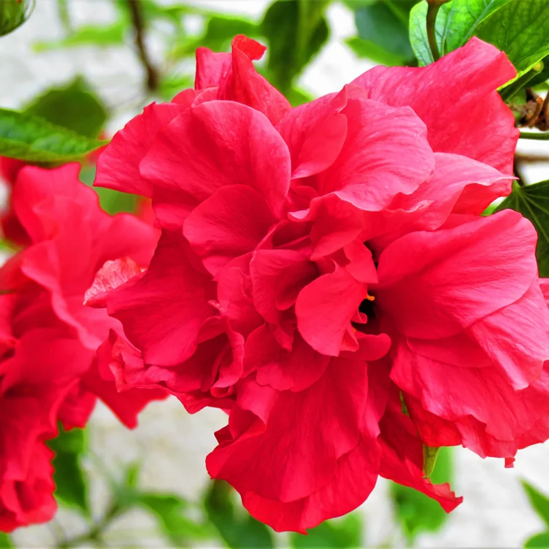 Hardy Hibiscus Plant Live - Double Red Flowers - 4-6 Inches - Garden Tree