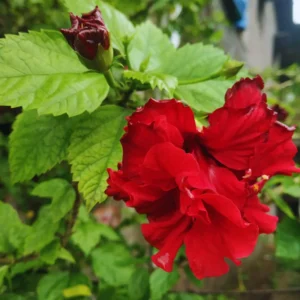 Double Red Hibiscus Flower Plant - Live Hibiscus Tree - Hardy Easy to Plant