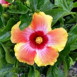 Hardy Hibiscus Plant Live - Orange Yellow Flowers - 4-6 Inches Tall - Garden Ready