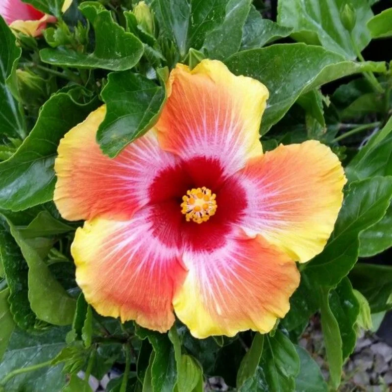 Hardy Hibiscus Plant Live - Orange Yellow Flowers - 4-6 Inches Tall - Garden Ready