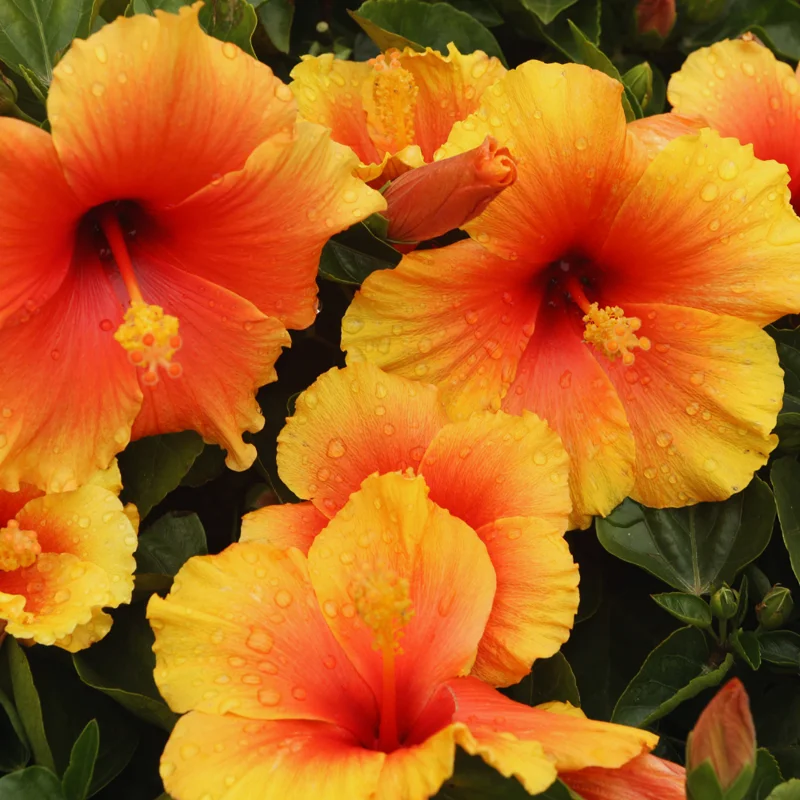 Hardy Hibiscus Plant Live - Orange Yellow Flowers - 4-6 Inches Tall - Garden Ready