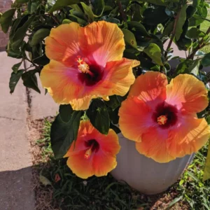 Hardy Hibiscus Plant Live - Orange Yellow Flowers - 4-6 Inches Tall - Garden Ready