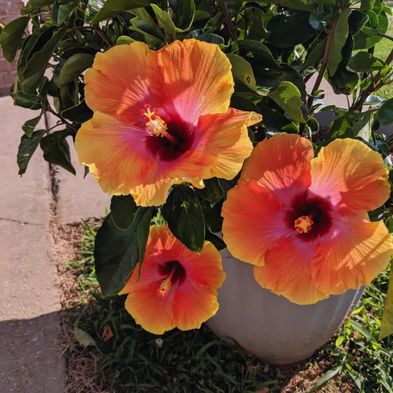 Hardy Hibiscus Plant Live - Orange Yellow Flowers - 4-6 Inches Tall - Garden Ready