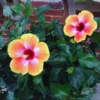 Orange Yellow Hibiscus Flower Plant - Live Hibiscus Tree - 5-8 Inch Hardy Plant