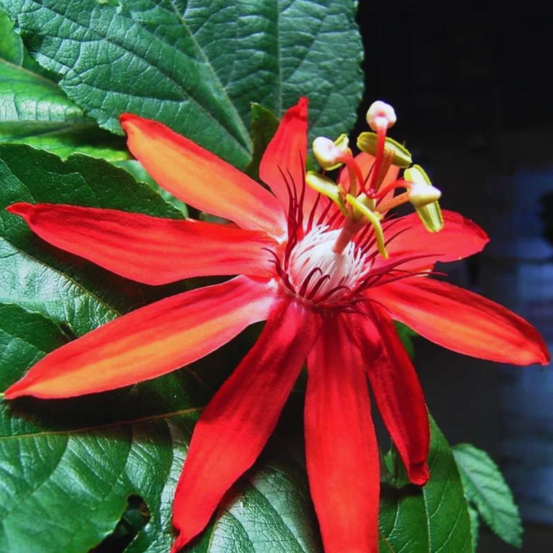 Passion Flower Vine - 5-7 Inch Red Passion Flower Plant for Gardening