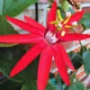 Passion Flower Vine - 5-7 Inch Red Passion Flower Plant for Gardening