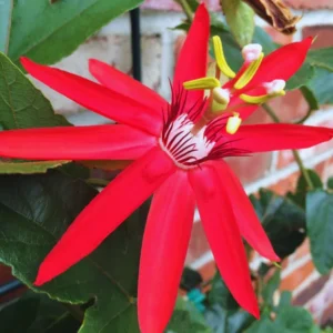 Passion Flower Vine - 5-7 Inch Red Passion Flower Plant for Gardening