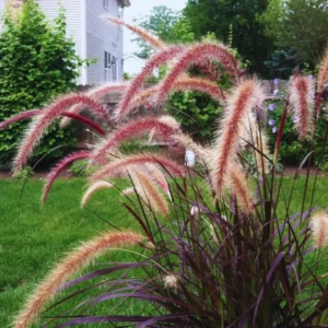 Purple Fountain Grass Plants Live - 2 Pack Ornamental Grass 5-7 Inches Tall