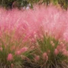 Pink Grass Plants Live - 2 Pack Ornamental Grass Plants 5-7 Inches Tall for Indoor Outdoor Growing