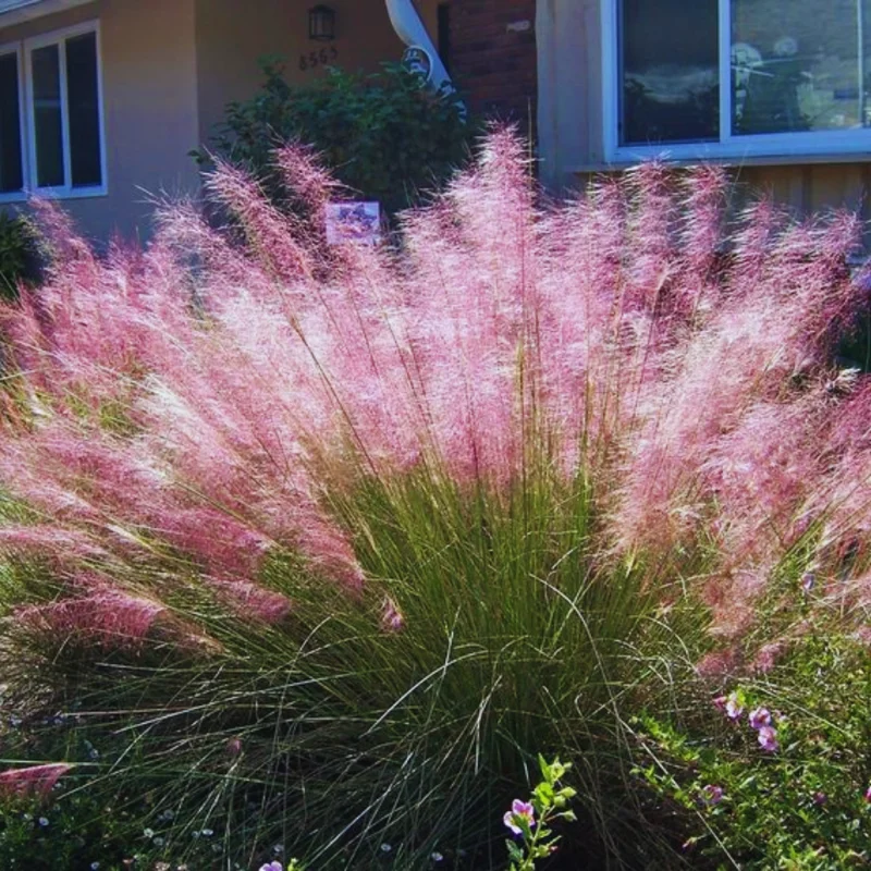 Pink Grass Plants Live - Ornamental Grass Plant 5-7 Inches Easy Grow