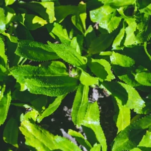 Culantro Plants Live Set of 4, 4-6 Inch, Culinary Herb Vegetable Plant