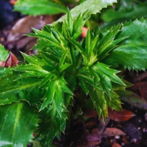 Culantro Plants Live Set of 4, 4-6 Inch, Culinary Herb Vegetable Plant