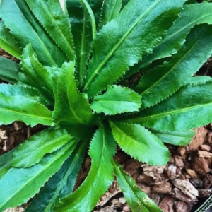 Culantro Plants Live Set of 4, 4-6 Inch, Culinary Herb Vegetable Plant