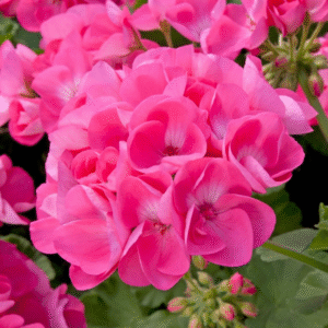 Pink Geranium Plant, Vibrant Flower 4-8 Inches, Outdoor Growing
