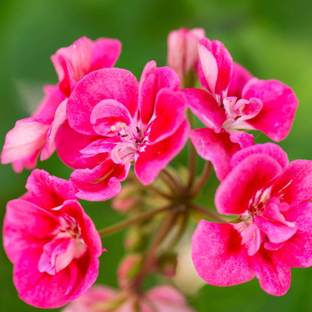 Pink Geranium Plant, Vibrant Flower 4-8 Inches, Outdoor Growing - Image 2