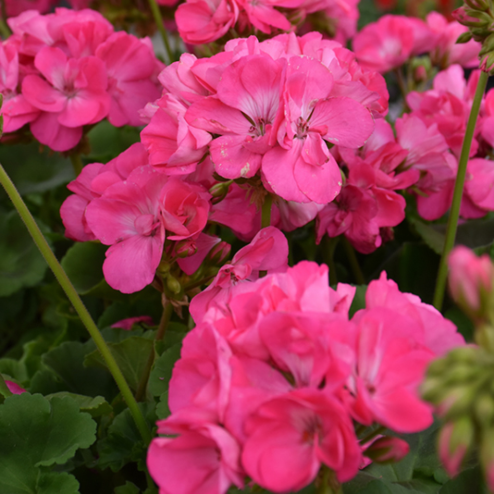 Pink Geranium Plant, Vibrant Flower 4-8 Inches, Outdoor Growing - Image 3