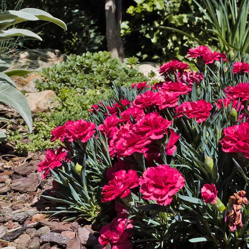 Red Carnation Plant Live - Trailing Flower Plug - 4-7 Inch - Red Blooms