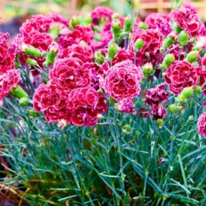 Red Carnation Plant Live - Trailing Flower Plug - 4-7 Inch - Red Blooms