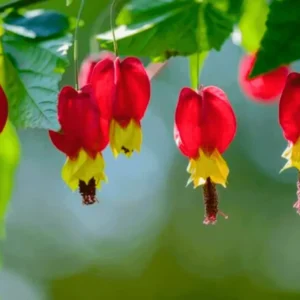 Trailing Abutilon Plants Live - 2 Red Hanging Lantern Flowering Plants - 3-6 Inch Plugs
