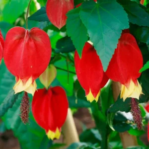 Trailing Abutilon Plants Live - 2 Red Hanging Lantern Flowering Plants - 3-6 Inch Plugs