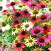 Echinacea Coneflower Plants Live - Perennial Plug, 4-6 Inch Well-Rooted