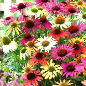 Echinacea Coneflower Plants Live - Perennial Plug, 4-6 Inch Well-Rooted