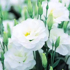 Lisianthus Plant Live - Well Rooted Plug 3-5" Tall - Thornless Roses
