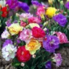 Lisianthus Plants - 2 Eustoma Live Flower Seedlings - 3-5" Plugs