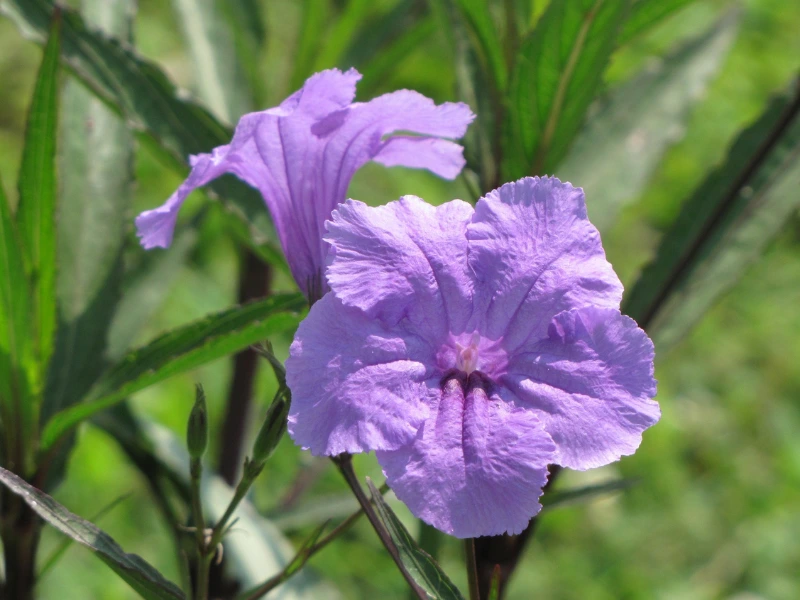 Mexican Petunia