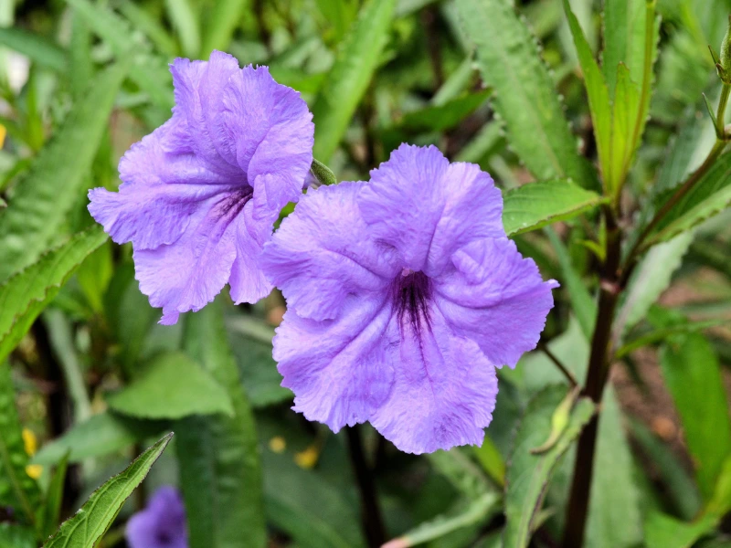 growing mexican petunia
