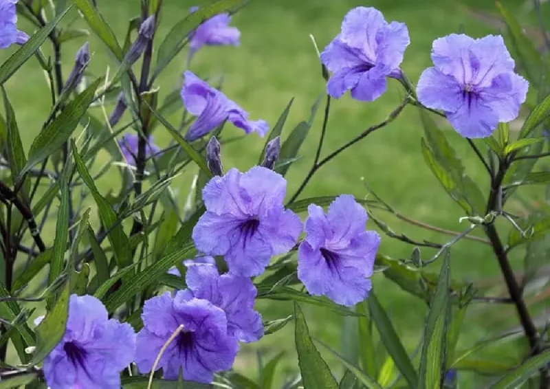 Delicate-soft-blue-blooms-of-Mexican-Petunia